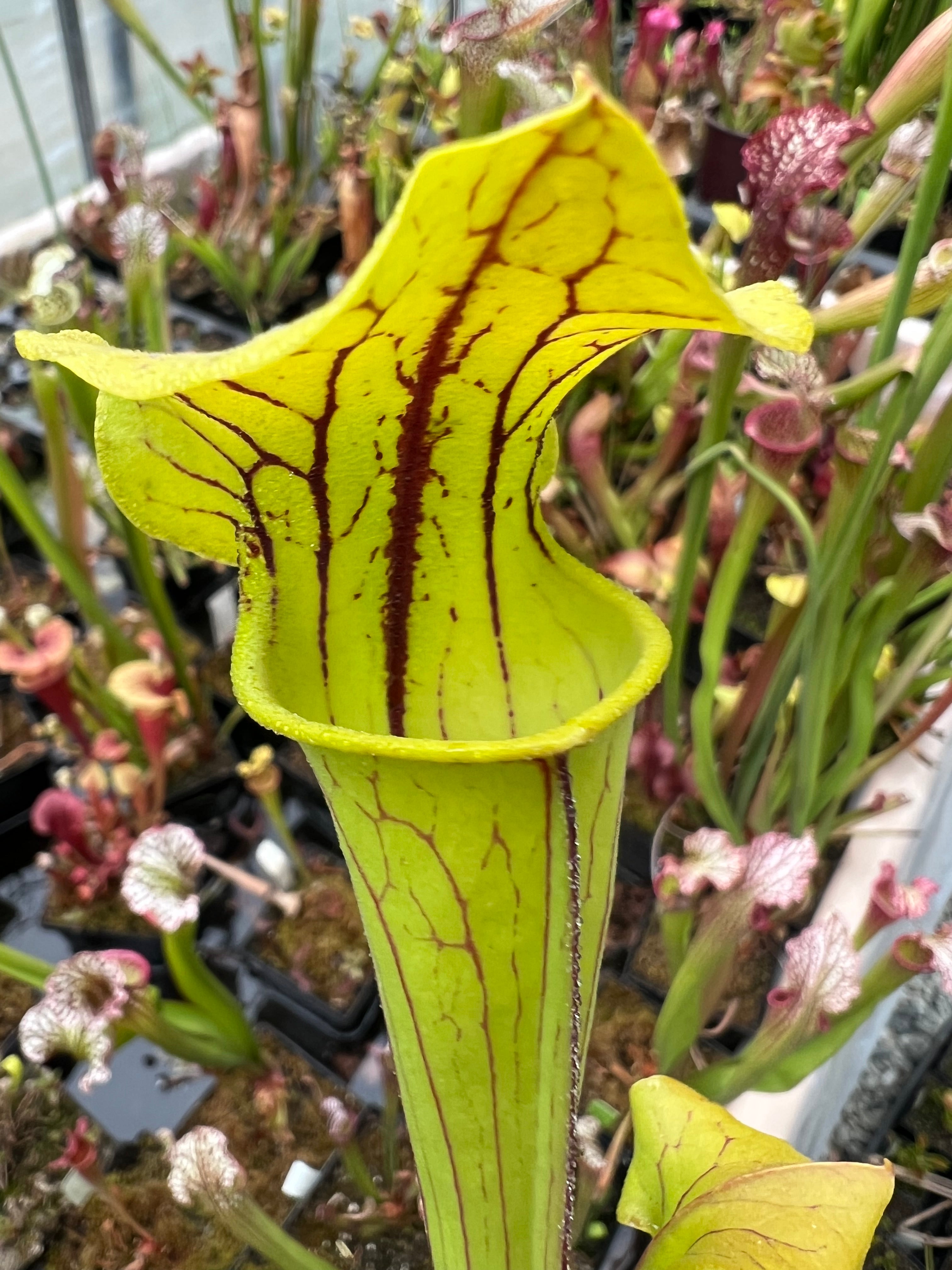 Sarracenia "Polish Blood" x S. flava "Gary's Church" Seed Grown
