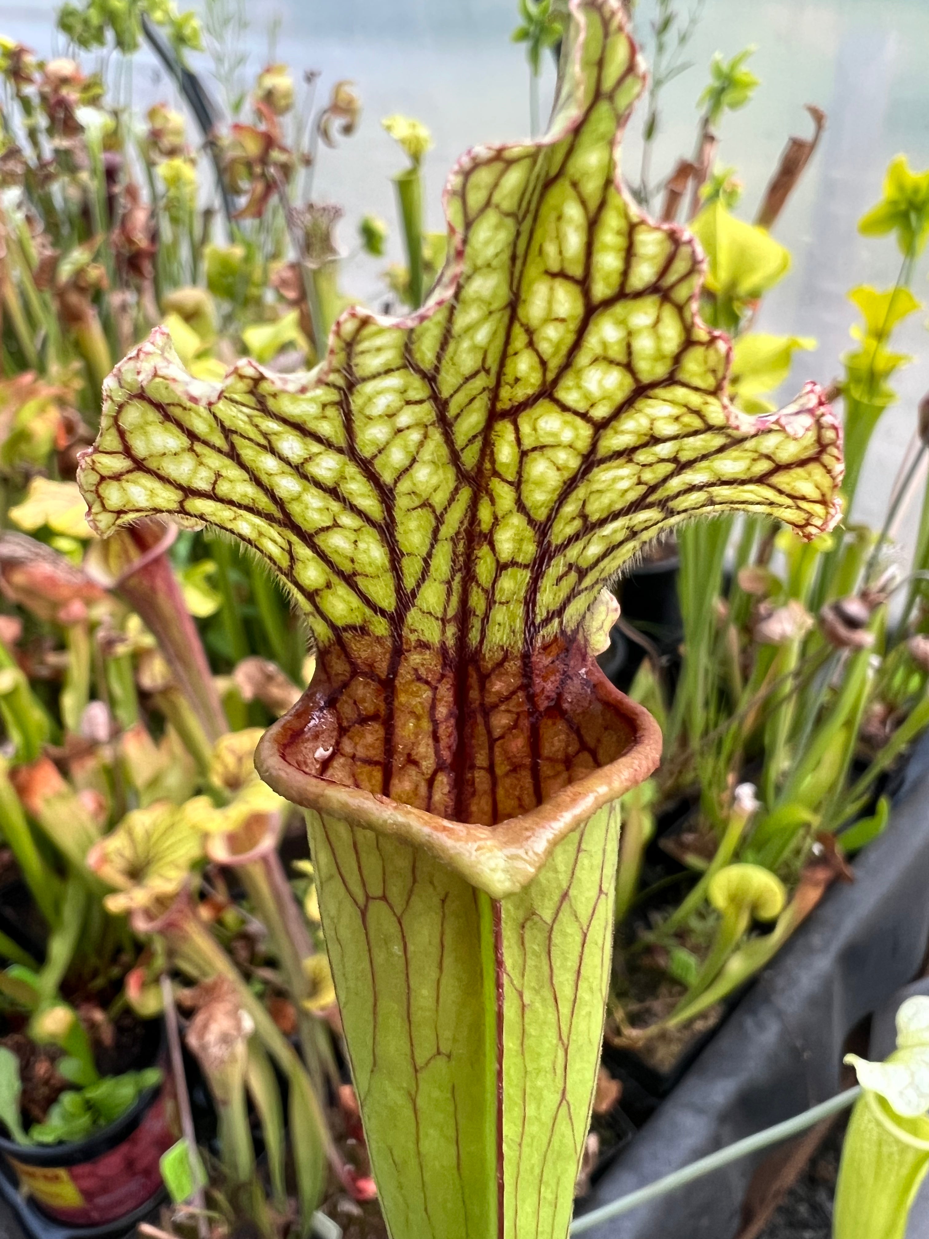 Sarracenia 'Tapestry'