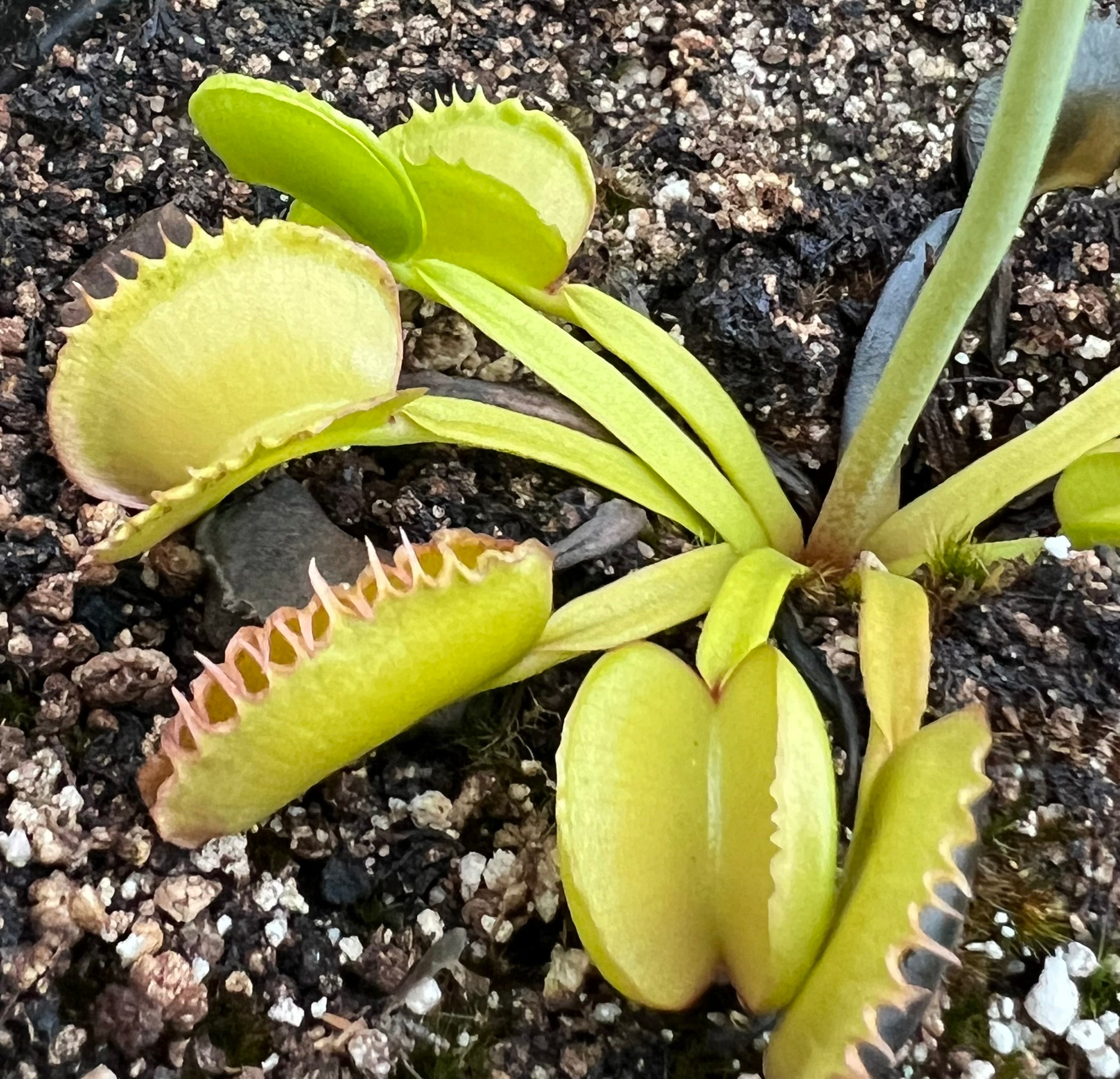 Venus Flytrap 'GJ Basmati'