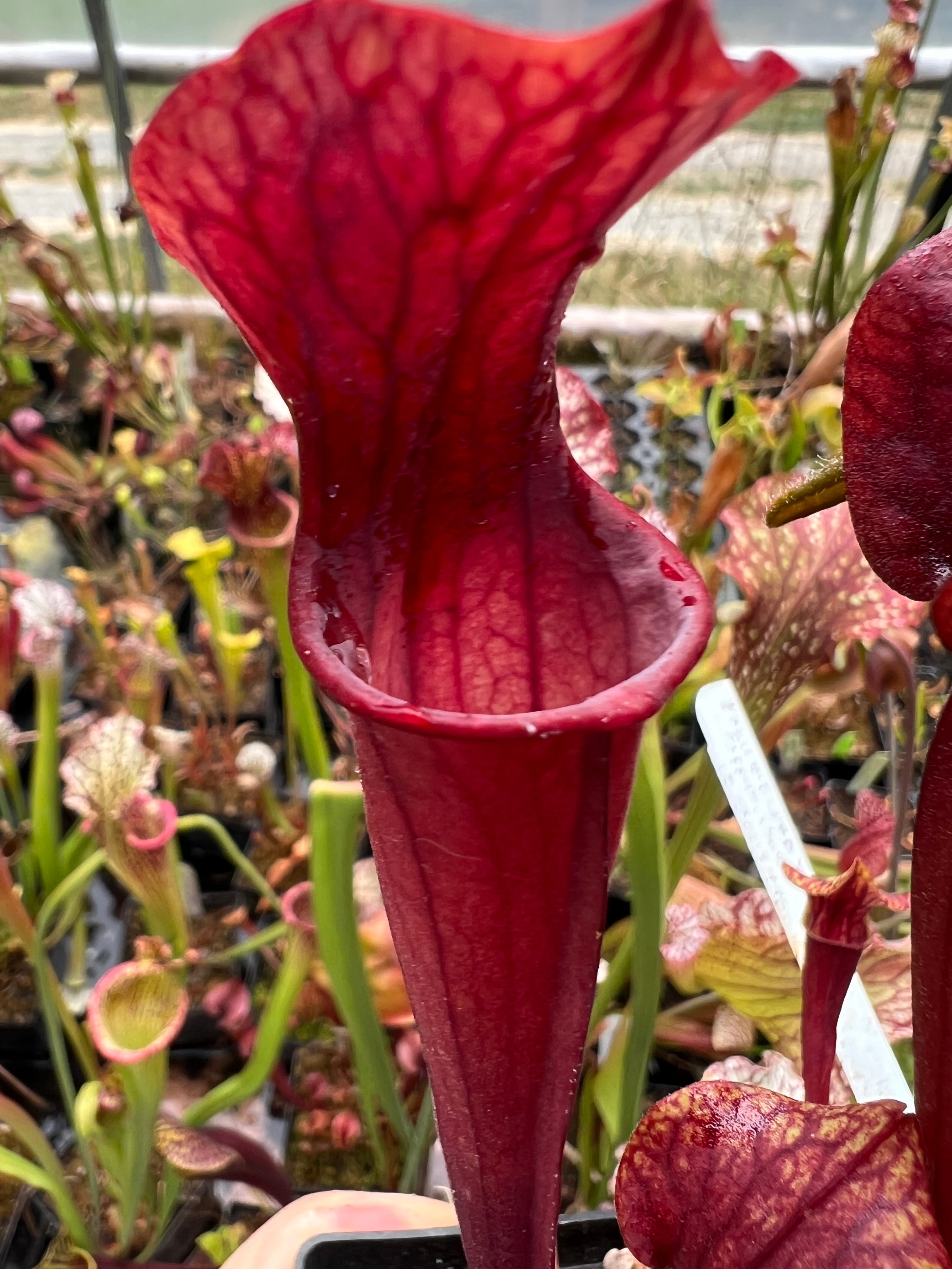 Sarracenia ‘Copper Vase’ x S. “Polish Blood” seed grown