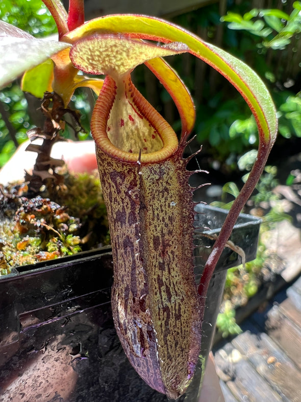 Nepenthes Tropical Pitcher Plants – Carnivorous Plant Store