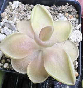 pinguicula succulent Pinguicula 'Pirouette' – Carnivorous Plant Store