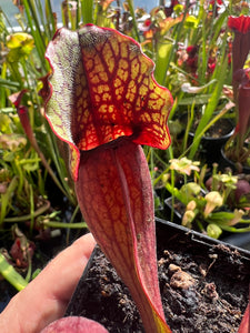 Sarracenia purpurea ssp. purpurea “CPS Super Hardy”