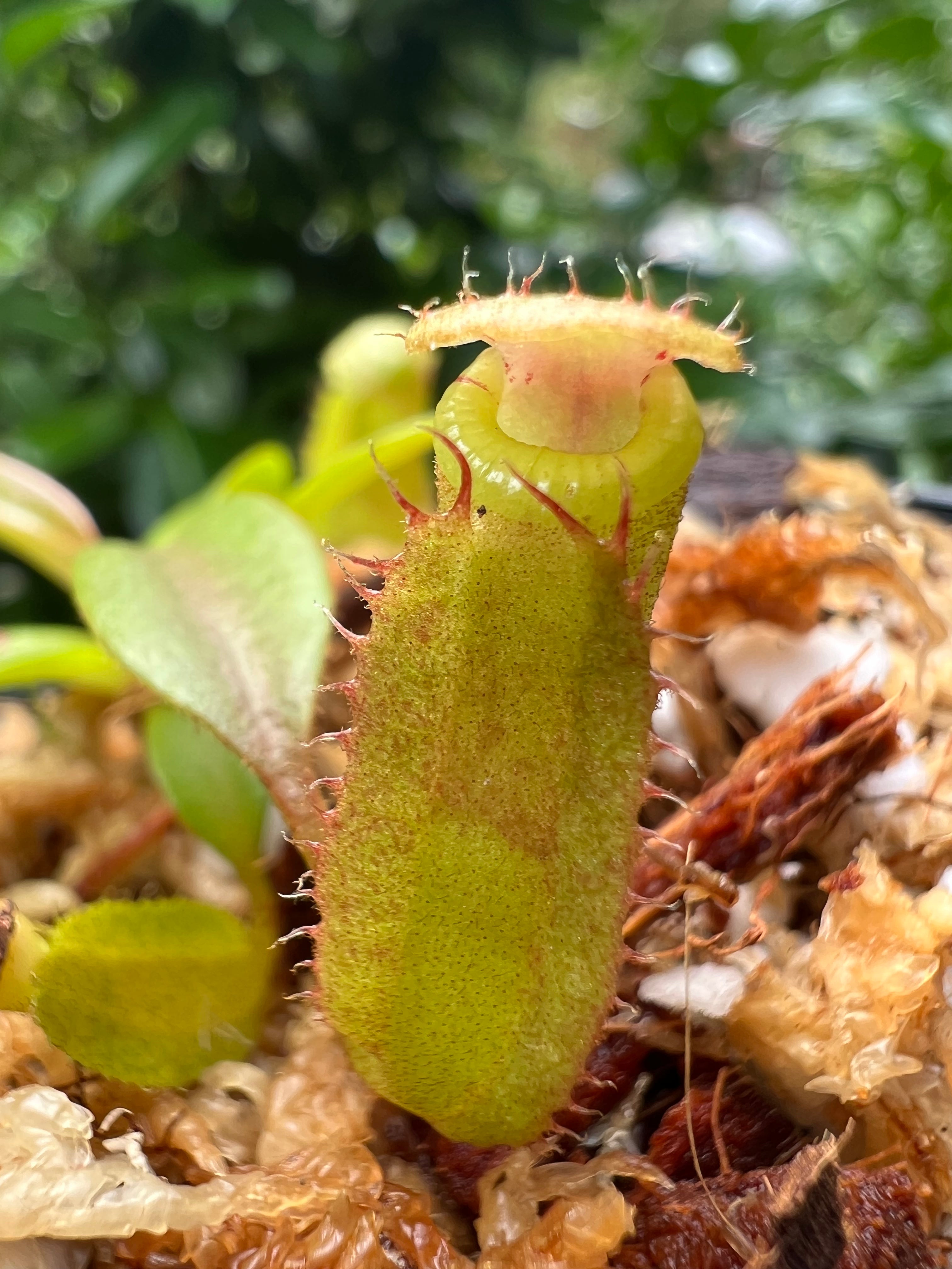 Nepenthes vetchii x N. dubia “Red” Seed Grown