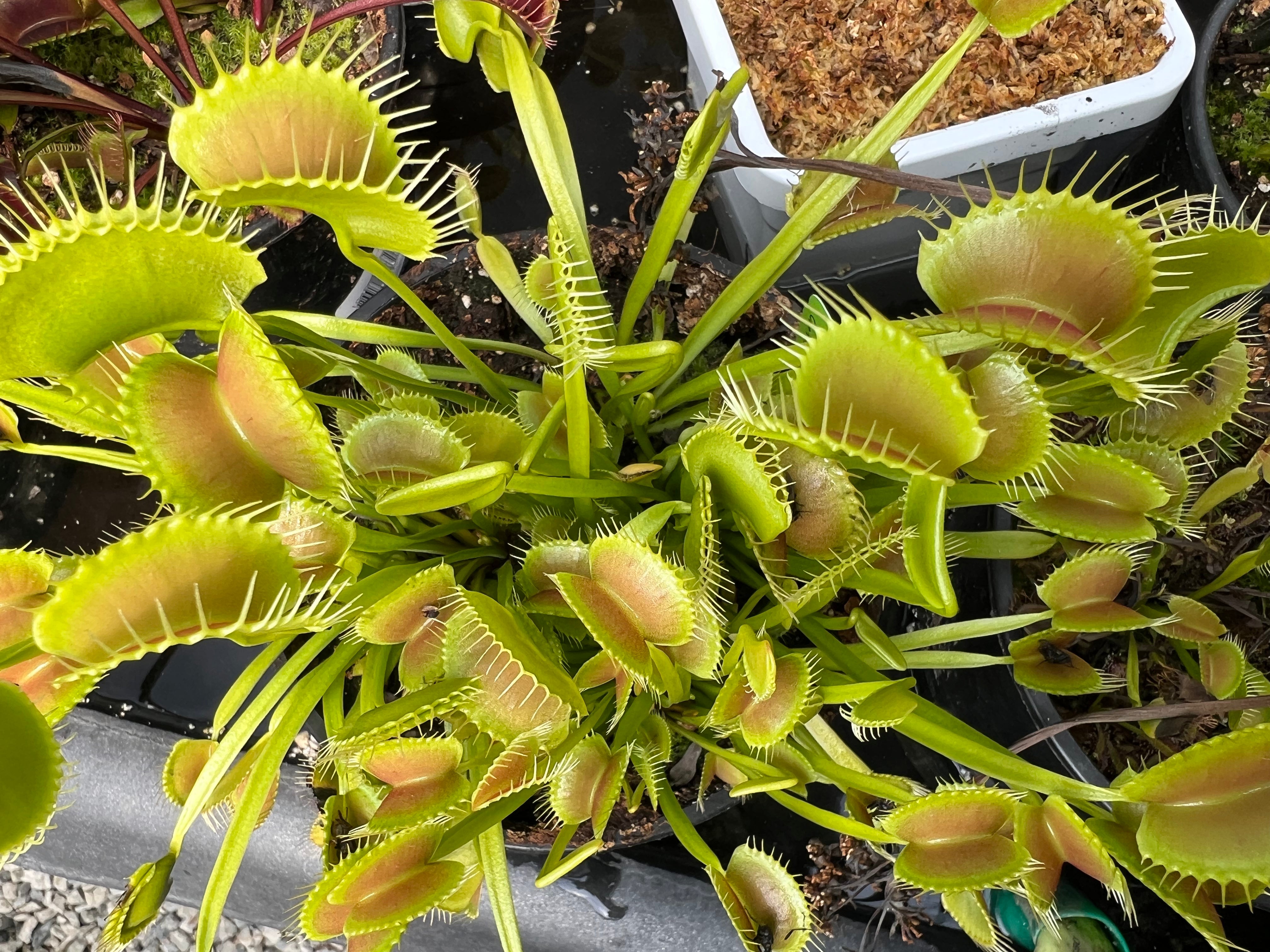 Venus Flytrap 'King Henry'