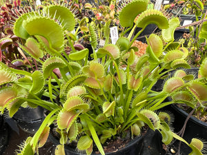 Venus Flytrap 'King Henry'