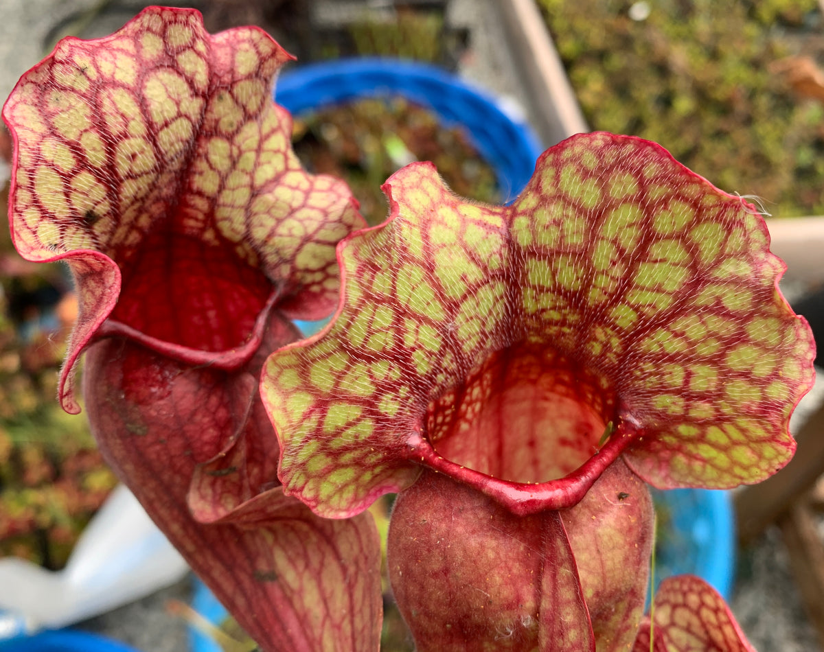 Sarracenia rosea "CPS Clone 7" x openpollinated 10+ Seeds