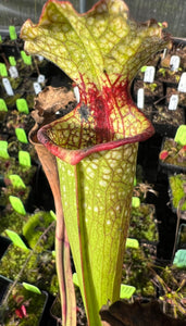 Sarracenia 'Leah Wilkerson'