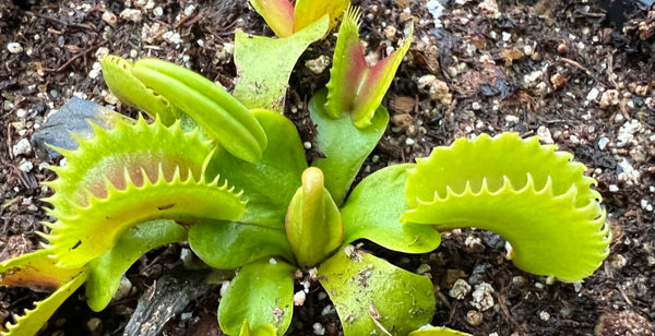 Venus Flytrap 