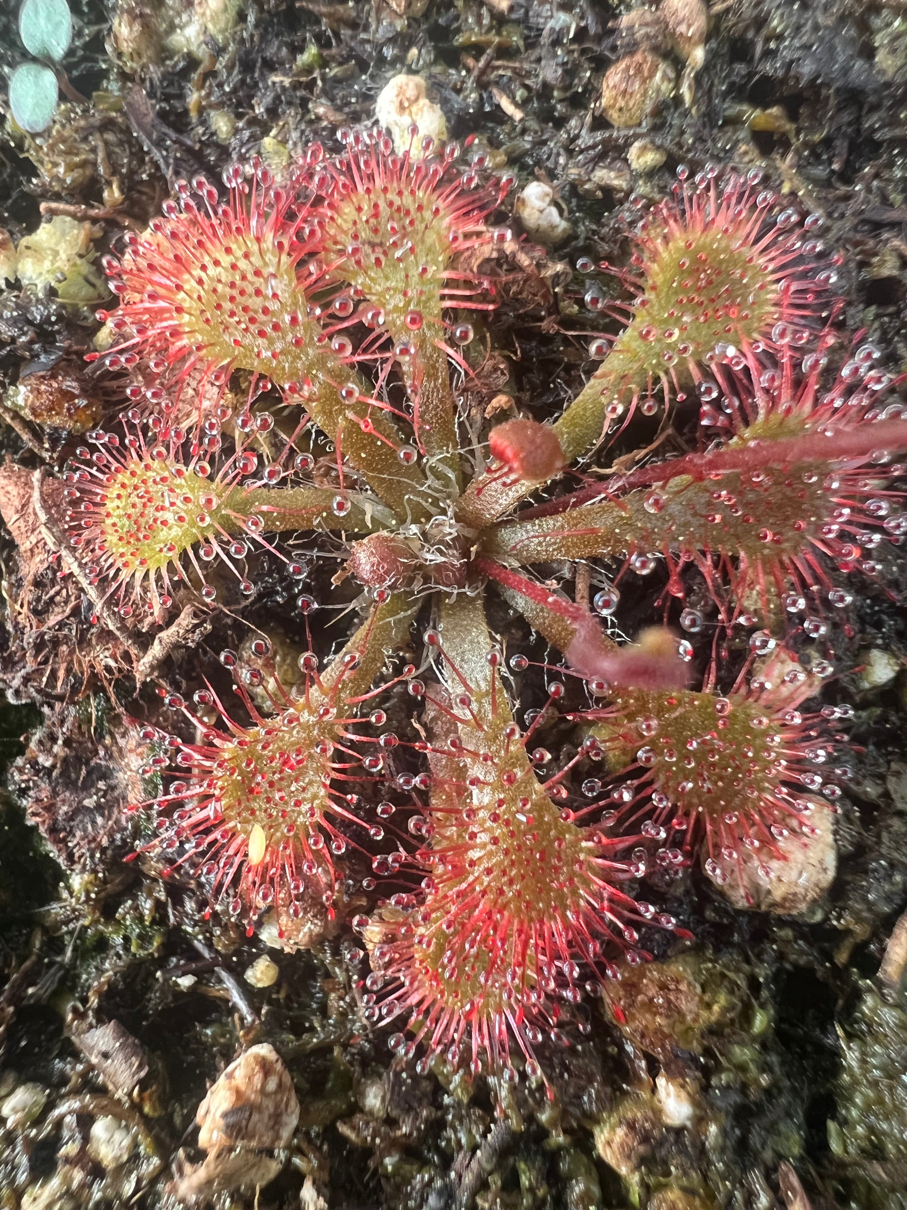 Drosera natalensis