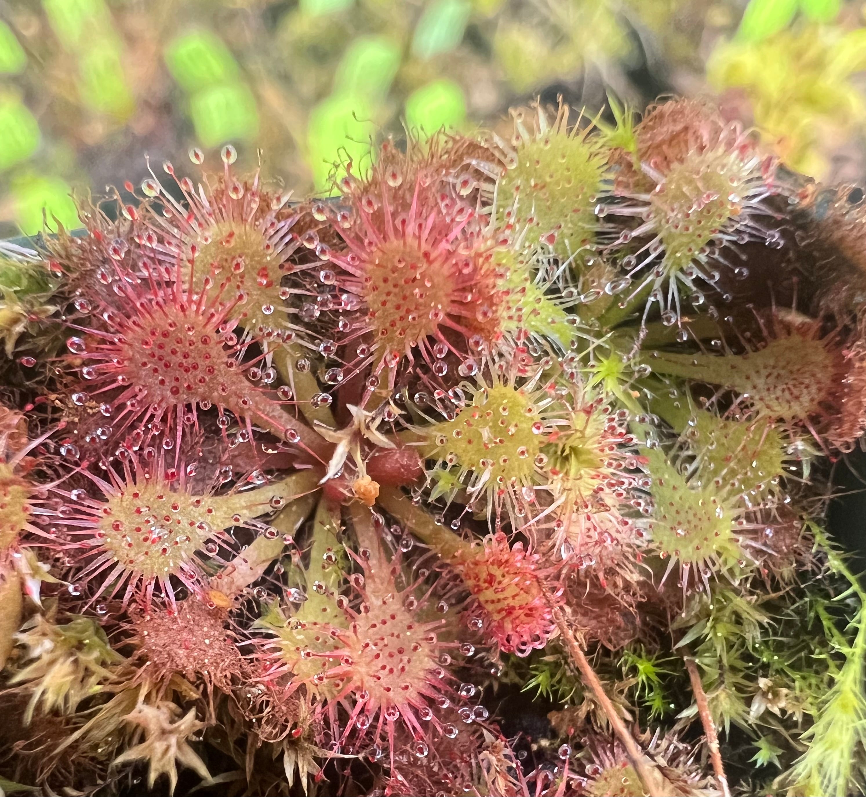 Drosera natalensis