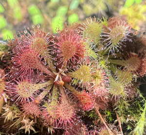 Drosera natalensis