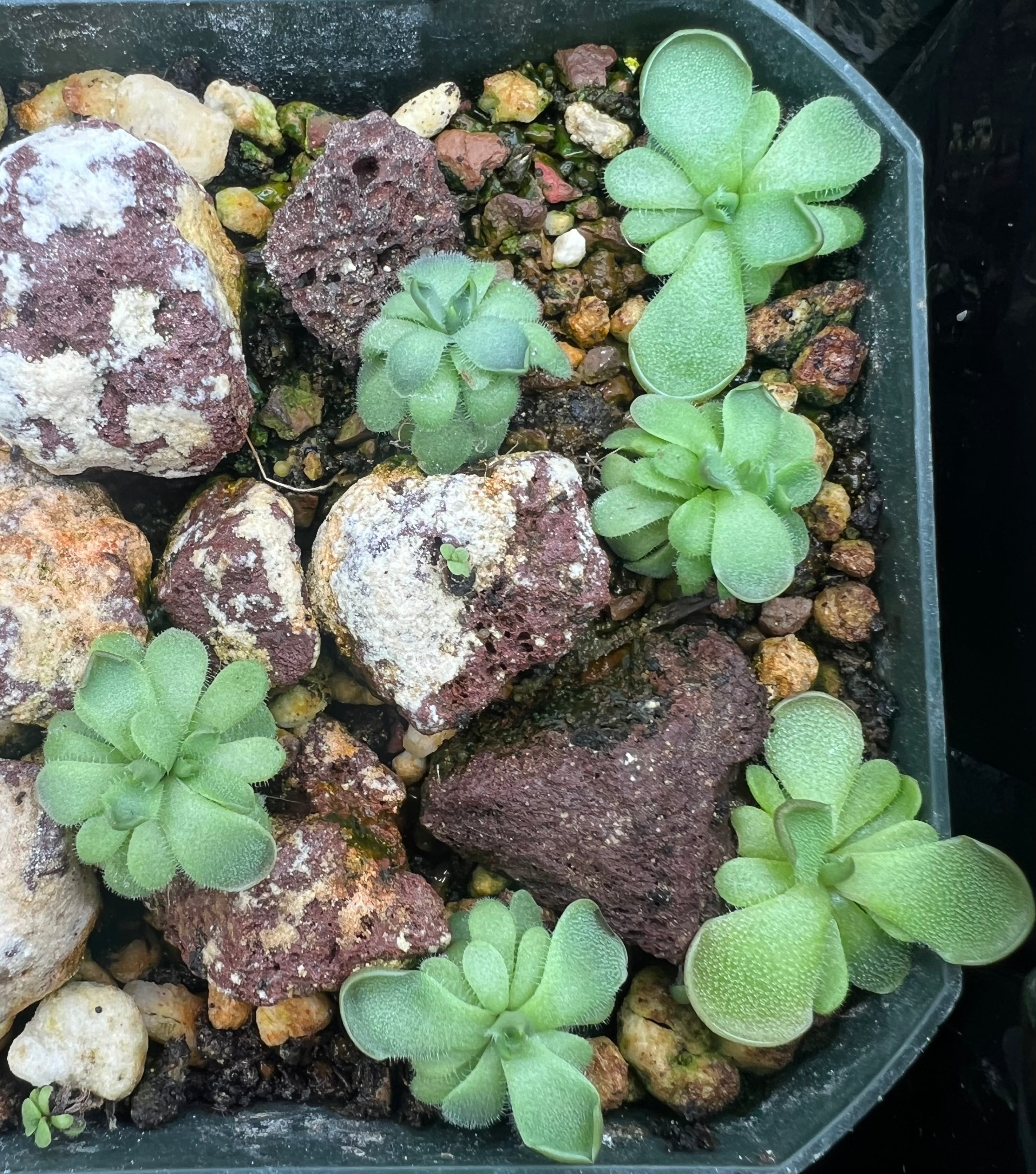 Pinguicula cyclosecta