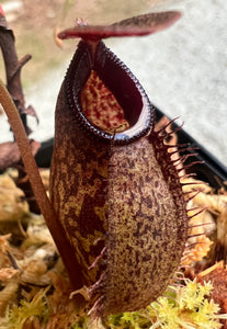 Nepenthes inermis x aristolochioides Seed Grown