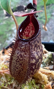 Nepenthes inermis x aristolochioides Seed Grown