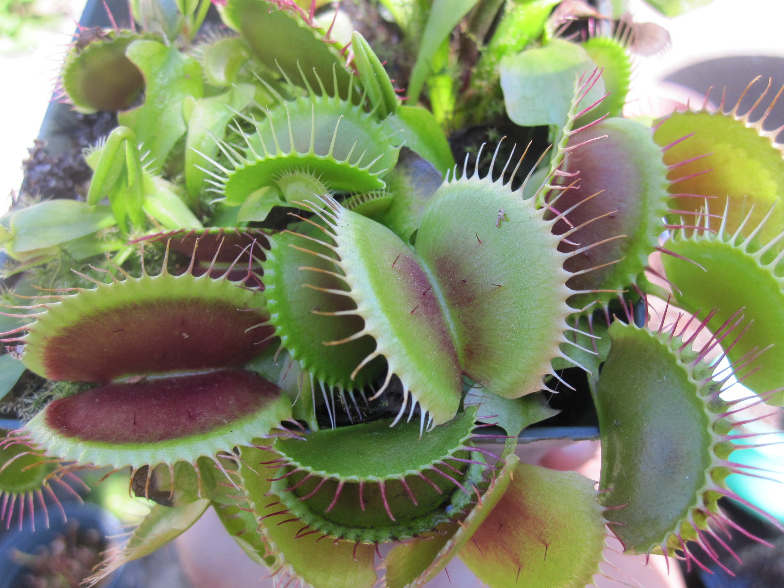 "DVG XC" x open pollinated Venus flytrap 10+ Seeds