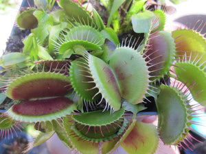 "DVG XC" x open pollinated Venus flytrap 10+ Seeds