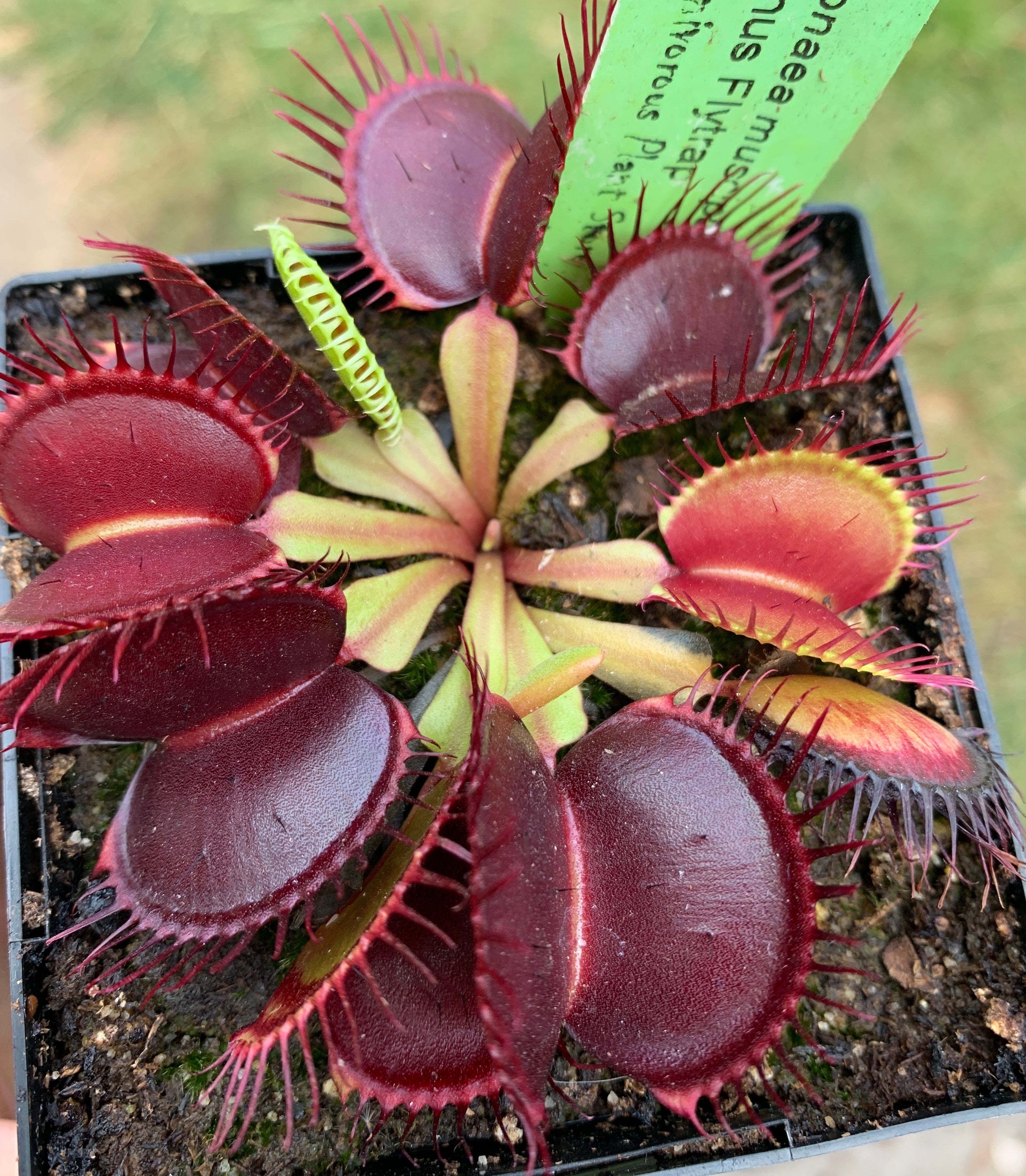 Venus Flytrap "CPS Tie Dye" x open pollinated 10+ seeds