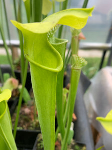 Sarracenia alata f. viridescens Washington Co, AL