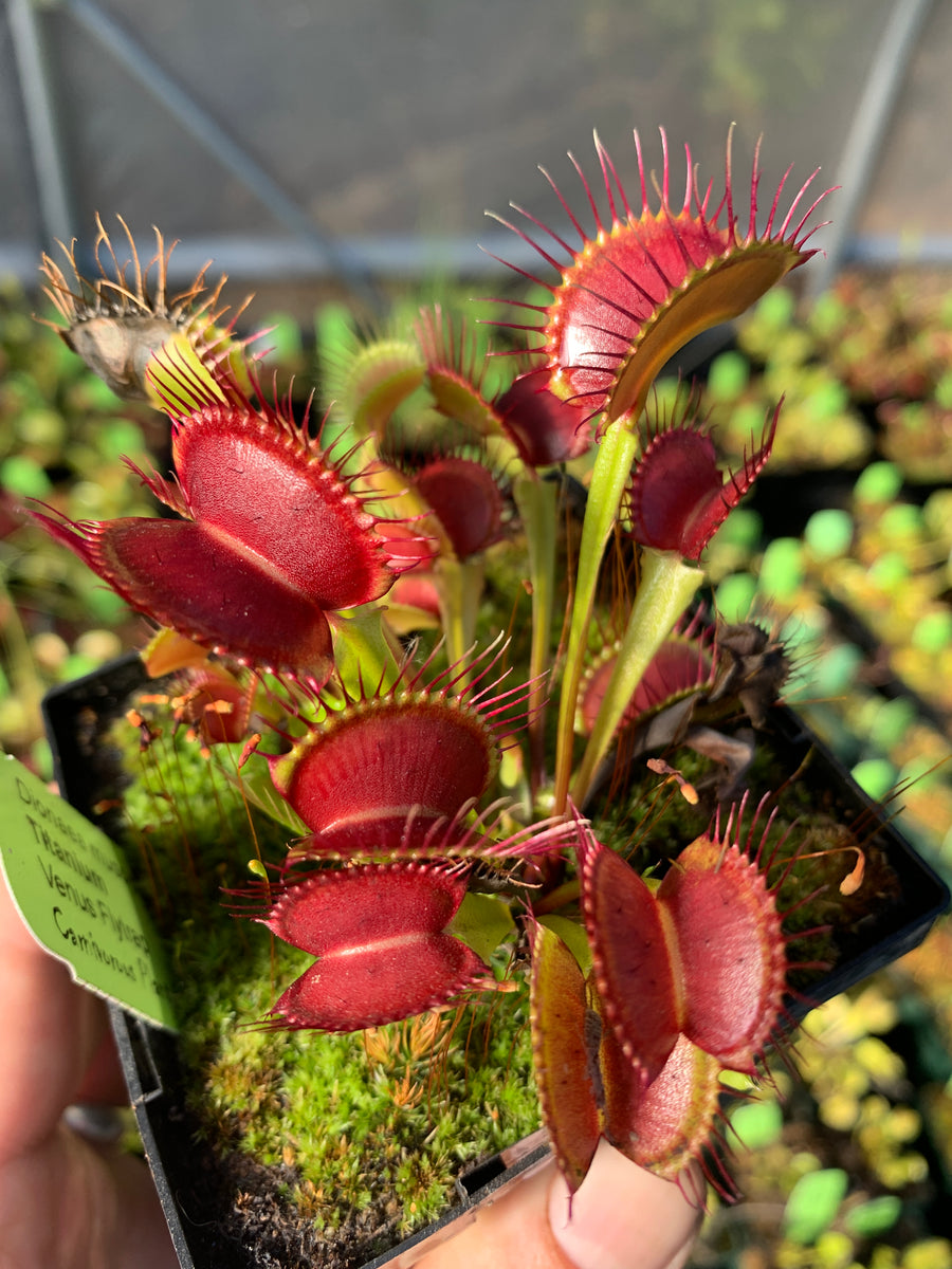 Venus Flytrap 'GJ Titanium' Carnivorous Plant Store