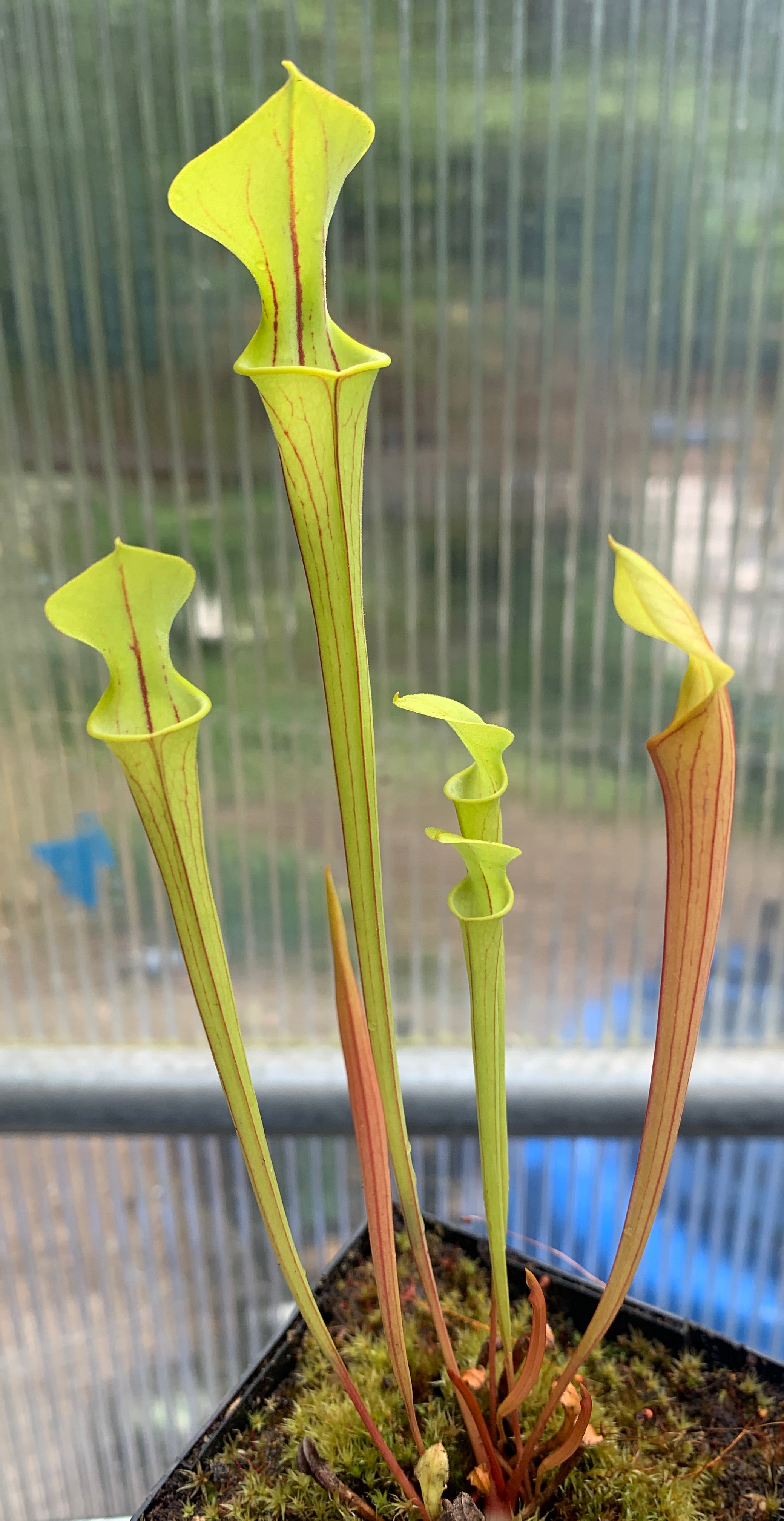 Sarracenia flava ("Gary's Church" x ornata "Giant") Seed Grown