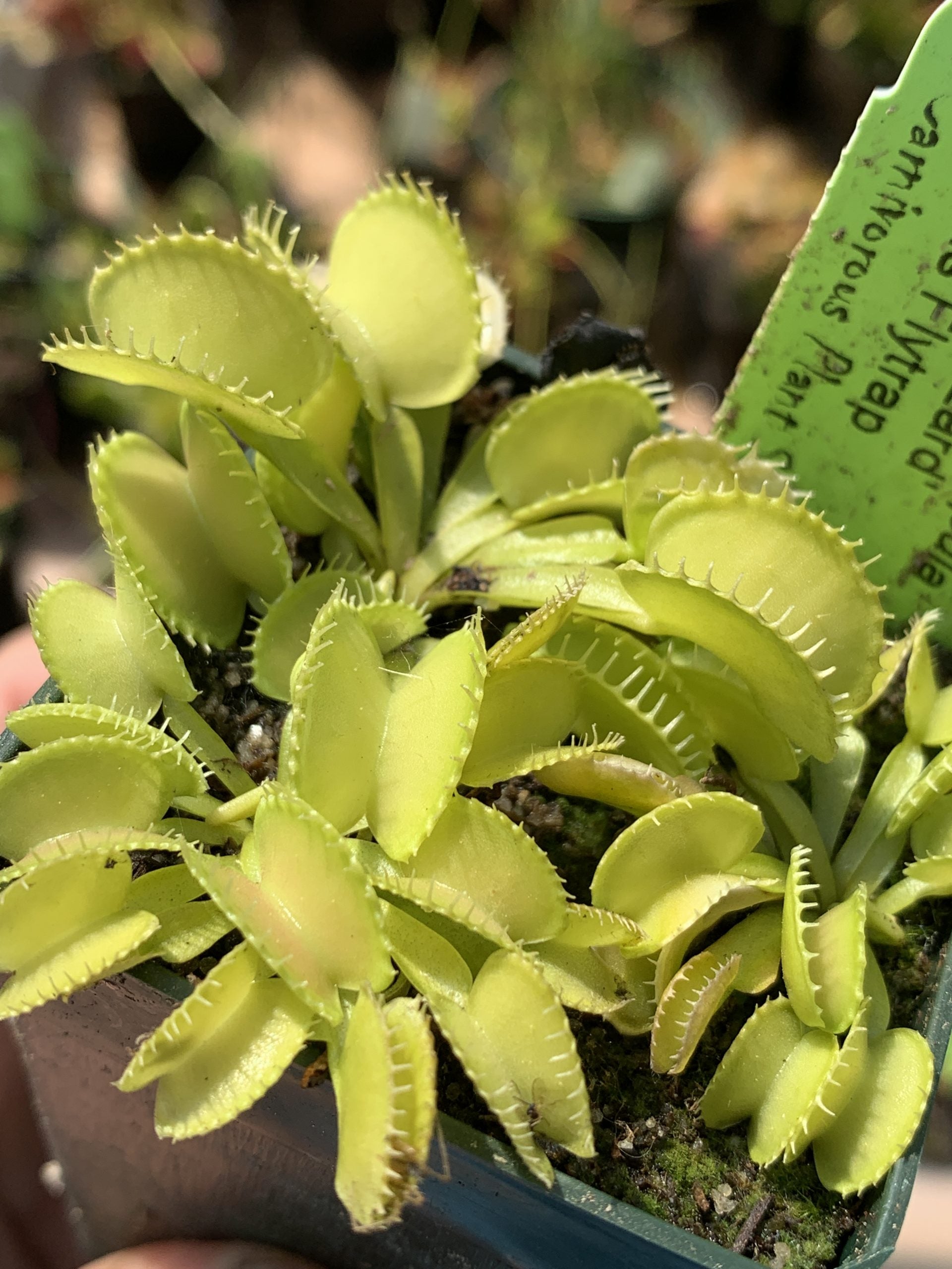 Venus Flytrap 'Green Wizard'