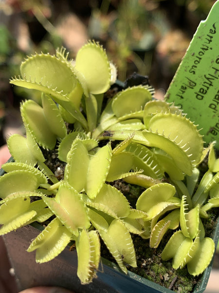 Venus Flytrap 'Green Wizard' – Carnivorous Plant Store