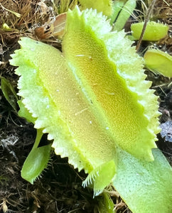 Venus flytrap 'Freaky Star'