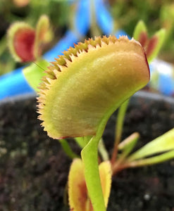 'Bristle Tooth' x open pollinated Venus flytrap 10+ Seeds