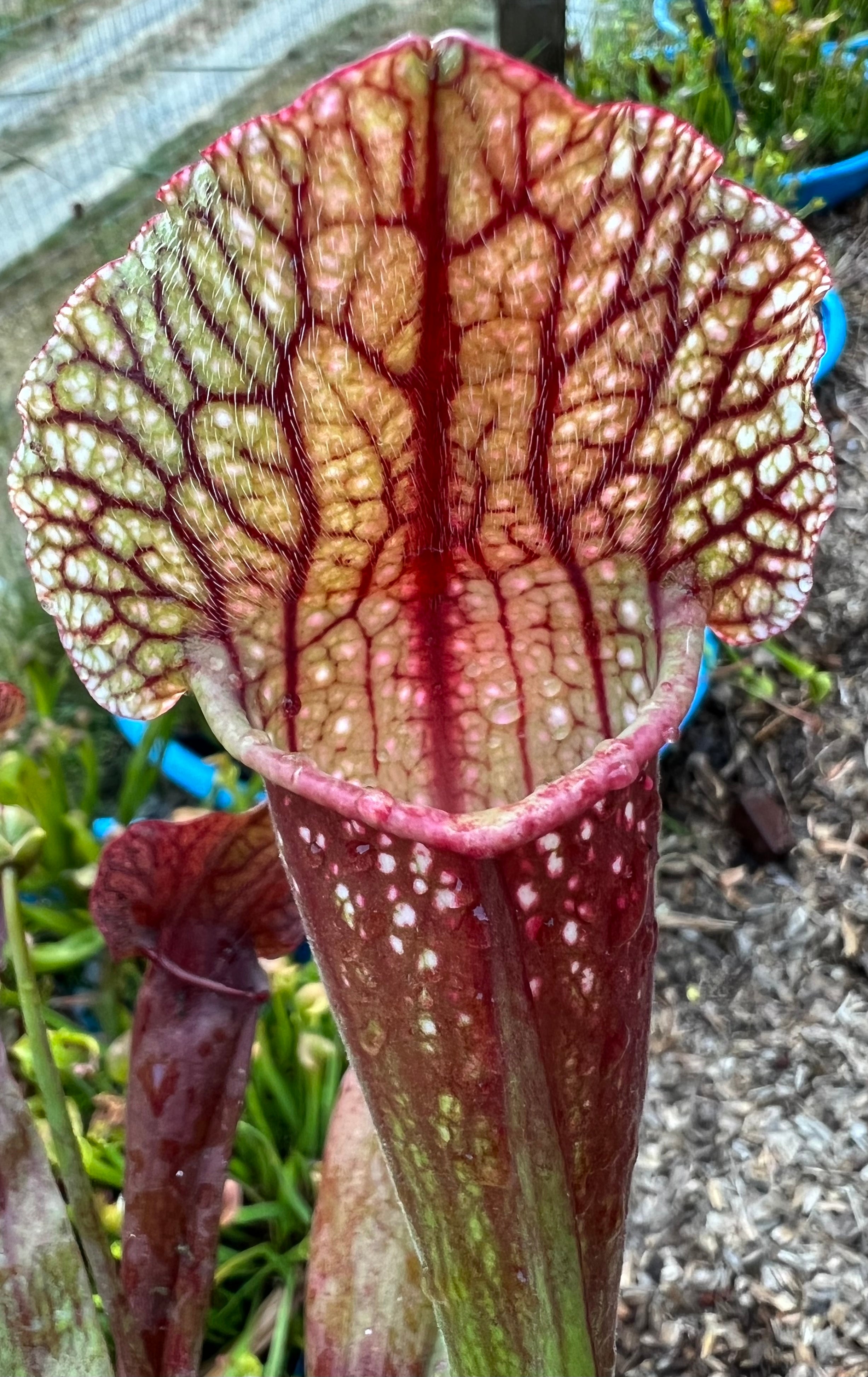 Sarracenia “CPS Voltaic”