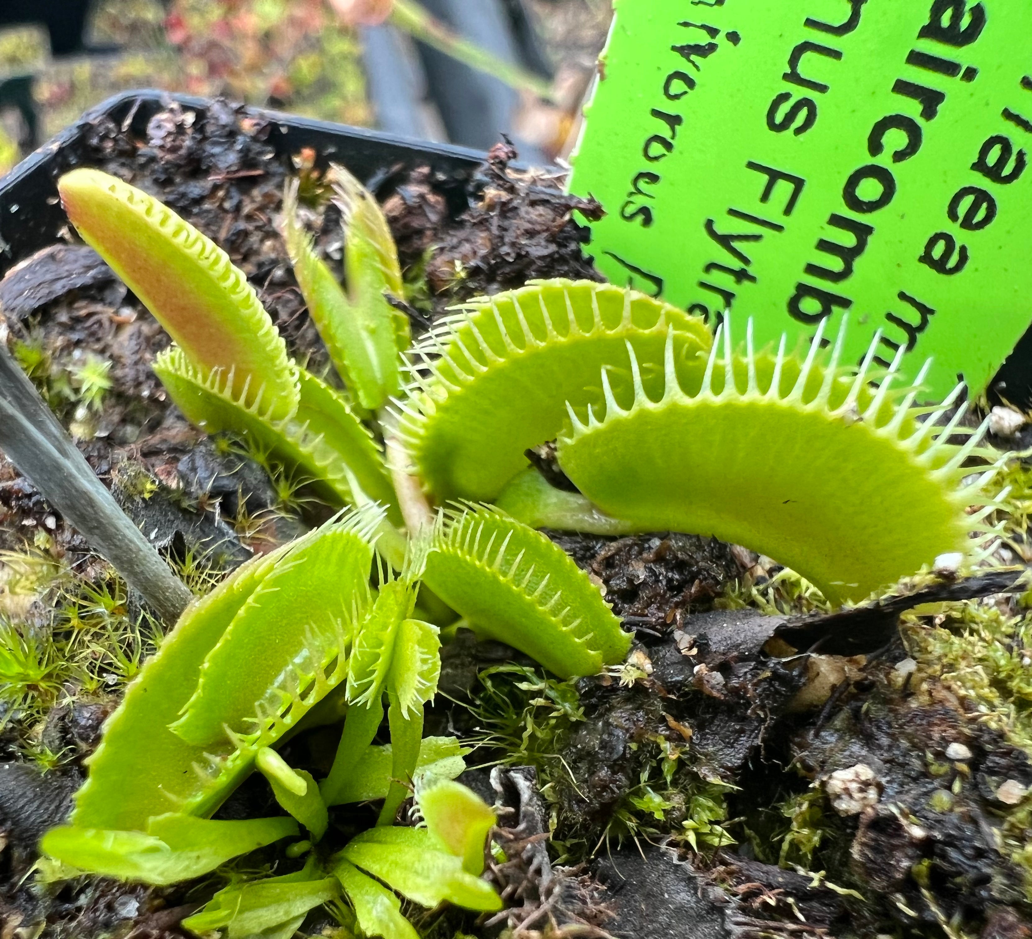 Venus Flytrap ‘Haircomb’