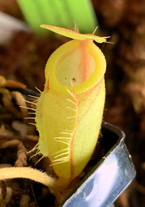 Nepenthes undulatifolia