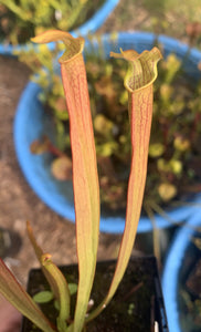 Sarracenia rubra ssp. wherryi
