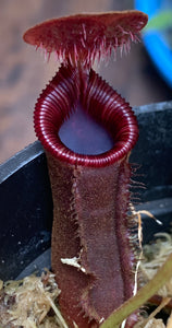 Nepenthes lowii (Mount Murud)