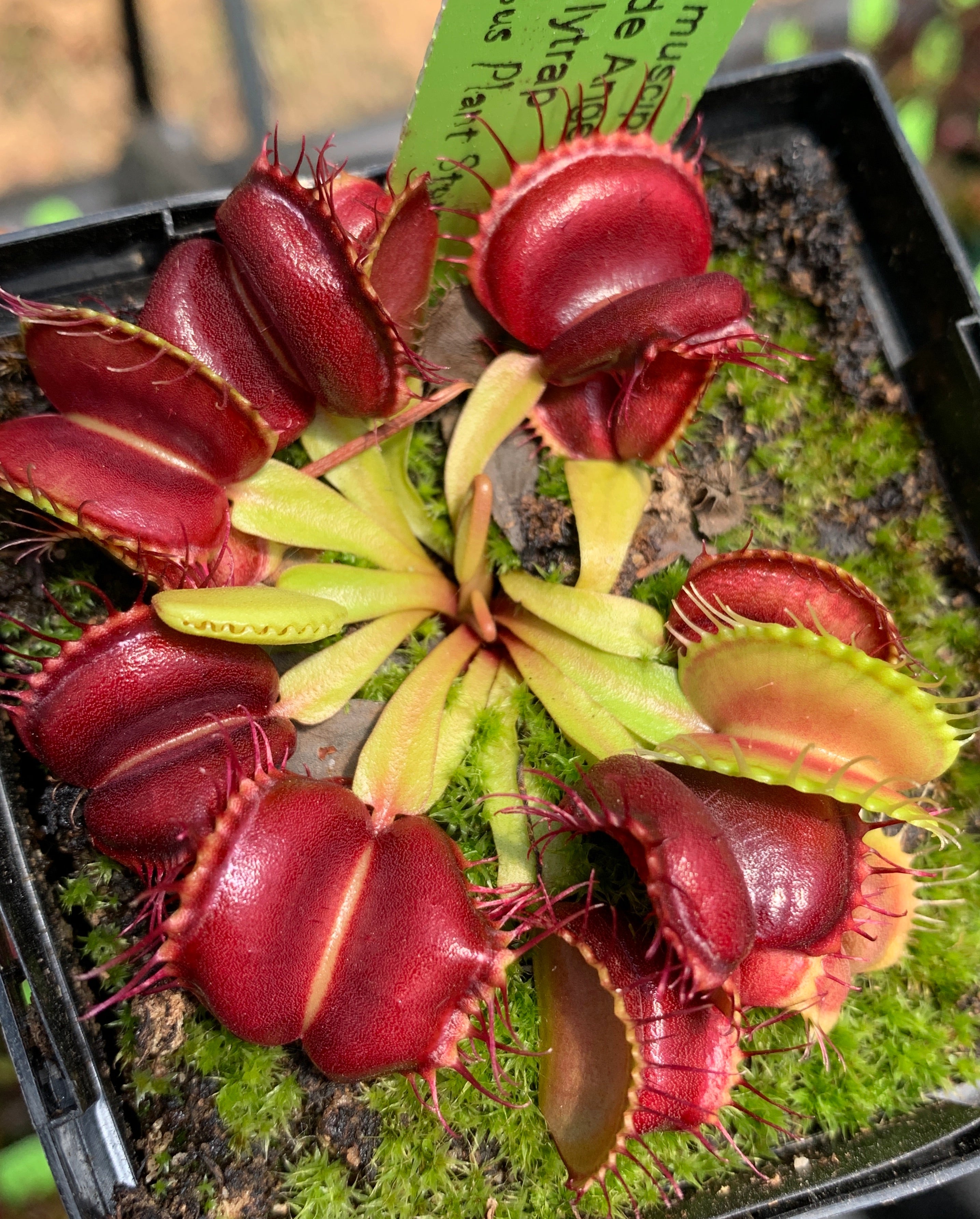 Venus Flytrap 'BCP Red Blade Angel Wings'