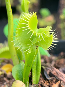 Venus flytrap ‘Mirror x Mirror’