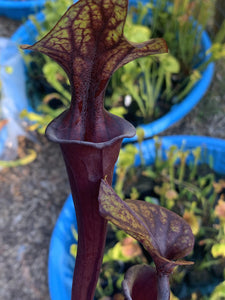 Sarracenia flava var. rubricorpora, Clone MK F124 Don Schnell Clone