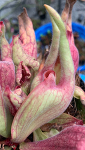 Sarracenia purpurea ‘Smurf’