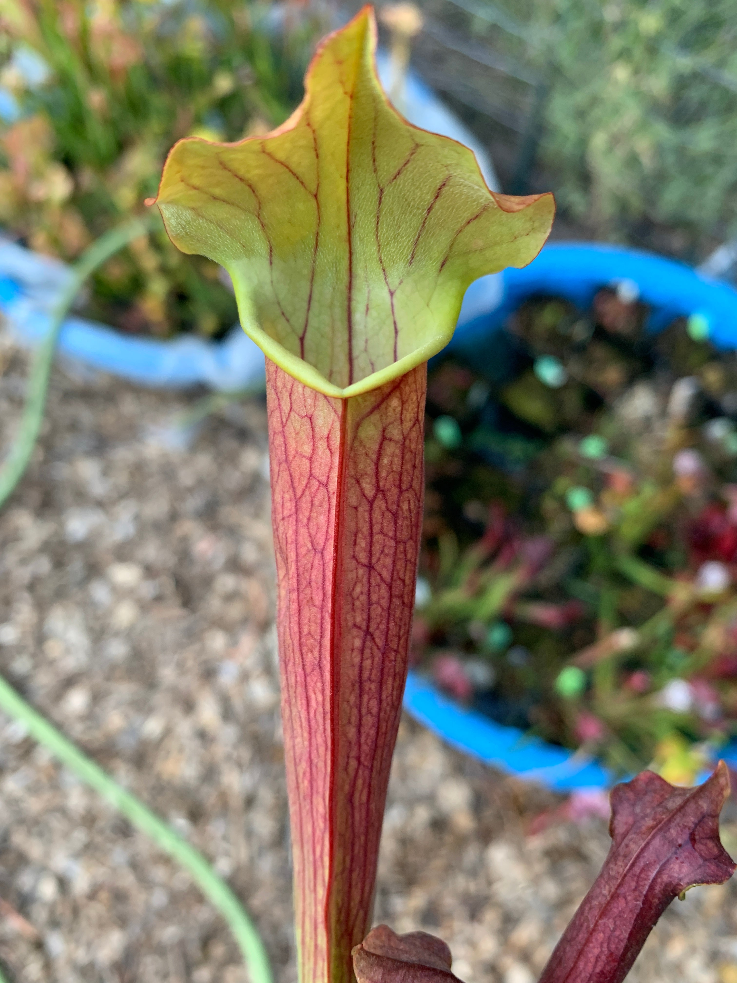 Sarracenia rubra ssp. wherryii Mobile Co. Alabama "Red Pitchers"