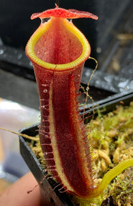 Nepenthes carunculata var robusta x inermis Seed Grown