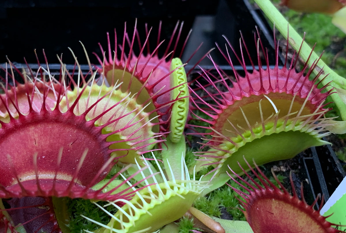 Venus Flytrap 'GJ Phalanx' – Carnivorous Plant Store