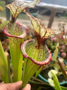 Sarracenia x moorei MK-H62 "Giant Red Throat"