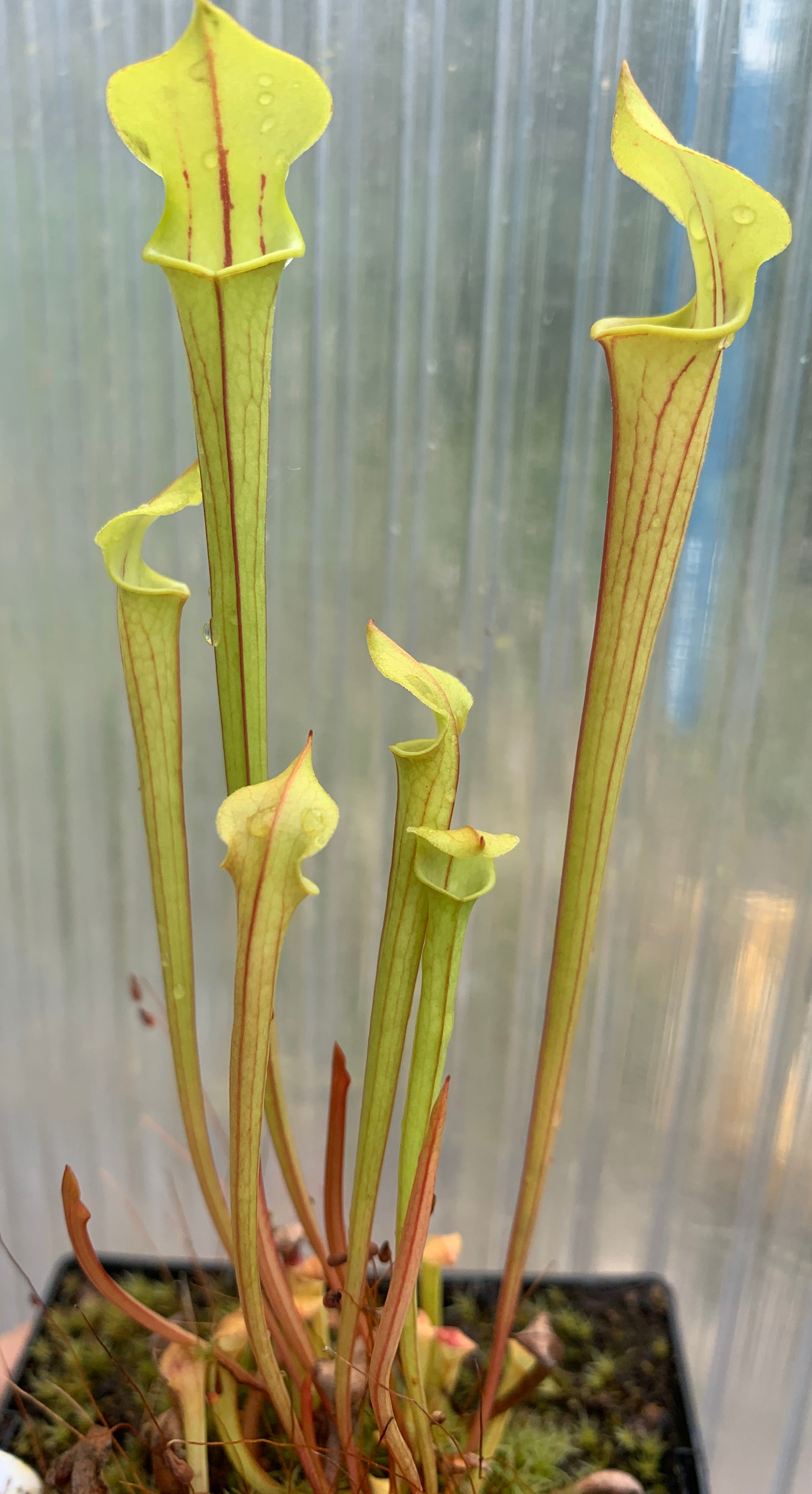 Sarracenia flava ("Gary's Church" x ornata "Giant") Seed Grown