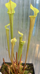 Sarracenia flava ("Gary's Church" x ornata "Giant") Seed Grown