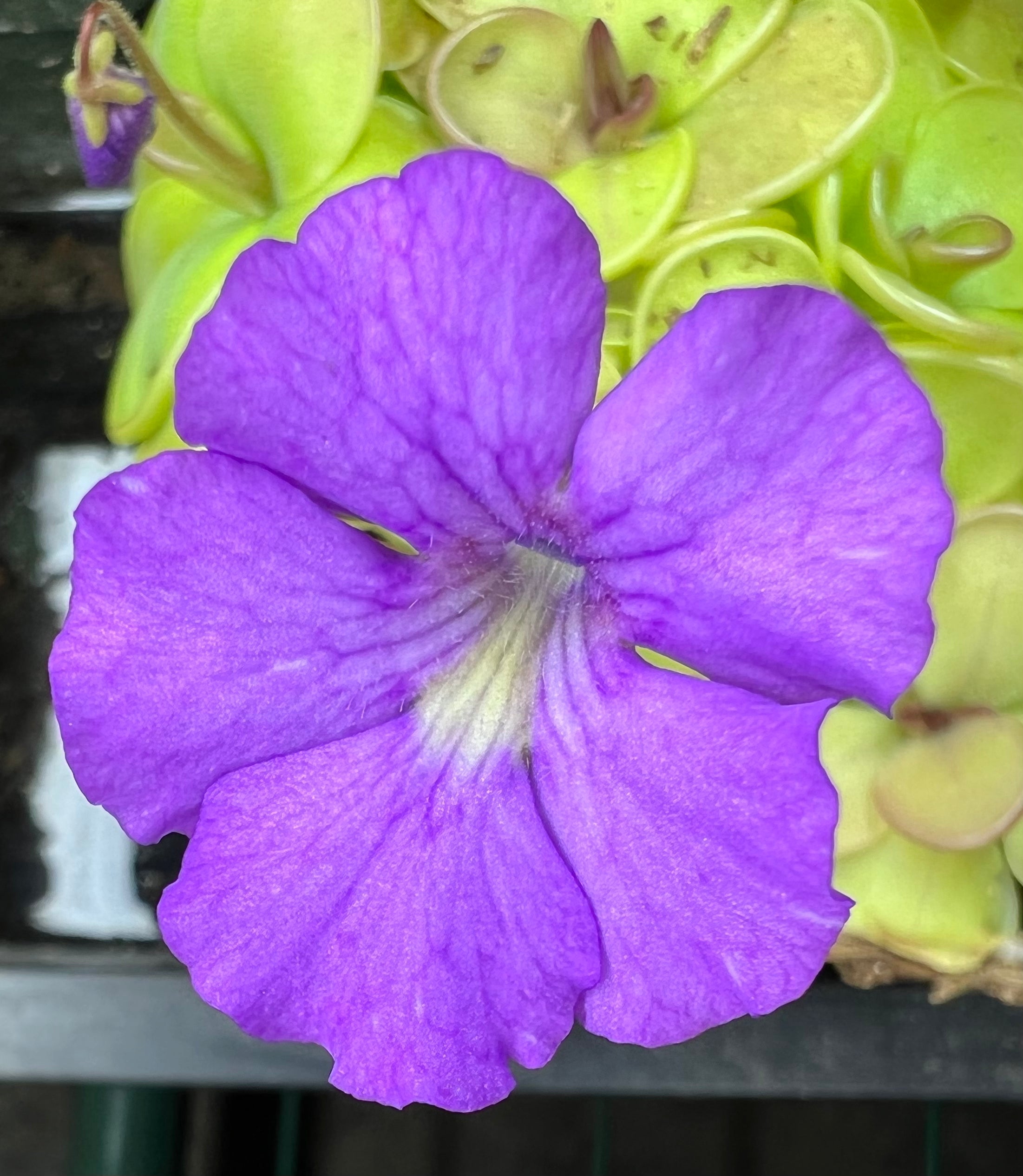 Pinguicula 'Hanka'
