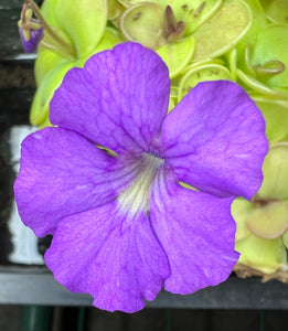 Pinguicula 'Hanka'