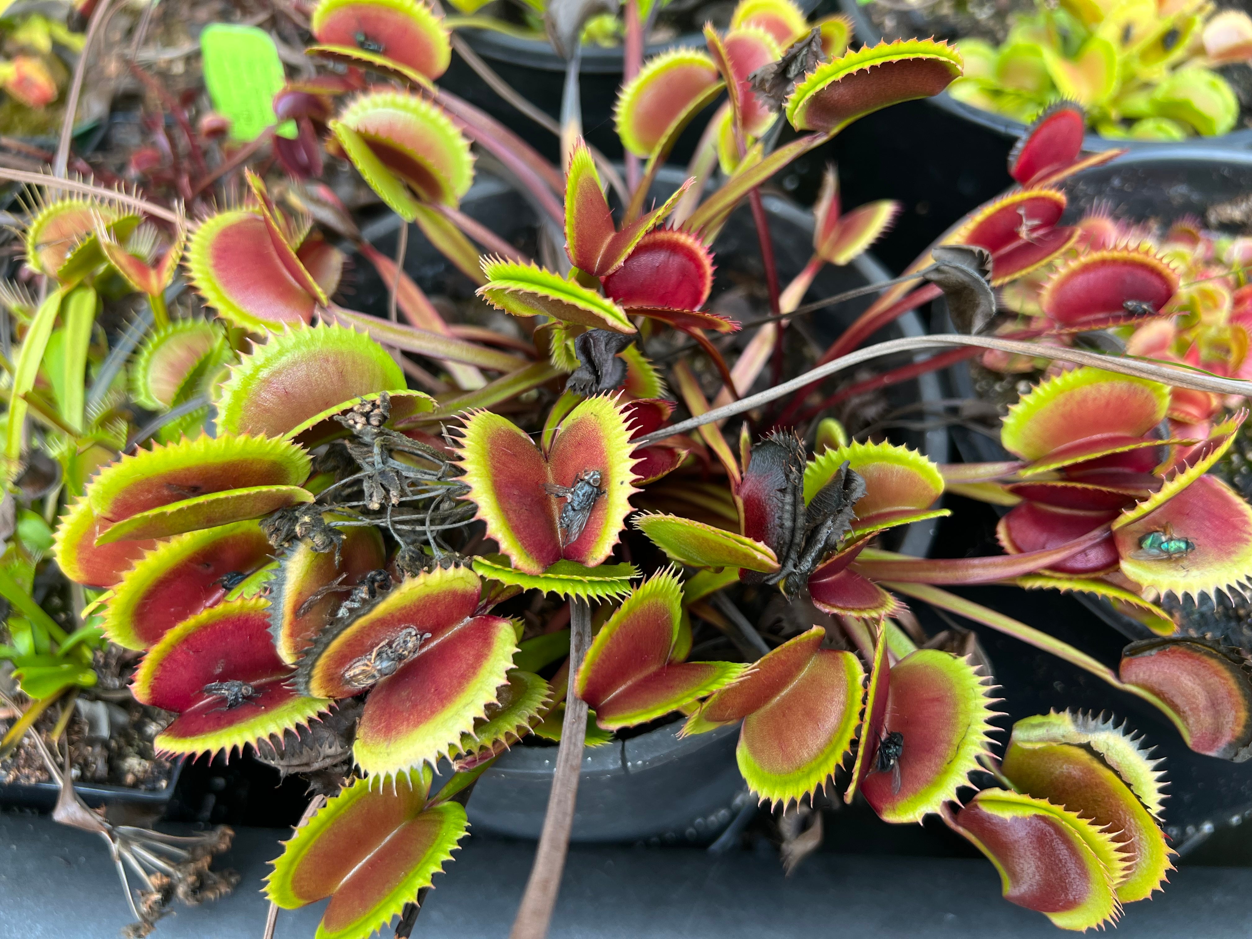 Venus Flytrap "Red Dentate"