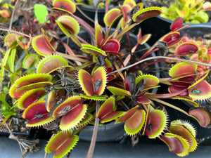 Venus Flytrap "Red Dentate"