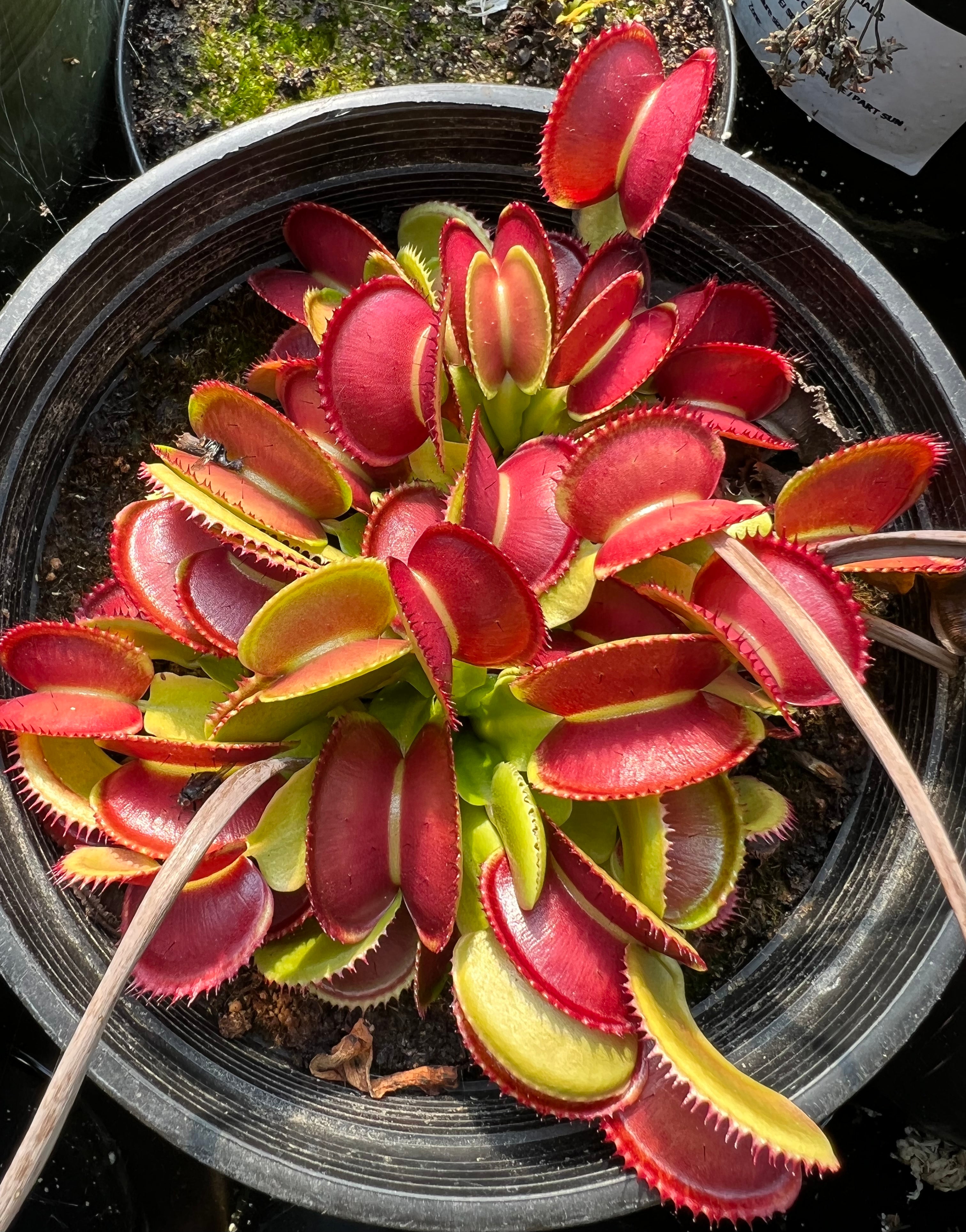 Venus flytrap 'Microdent'