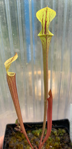 Sarracenia flava ("Gary's Church" x ornata "Giant") Seed Grown